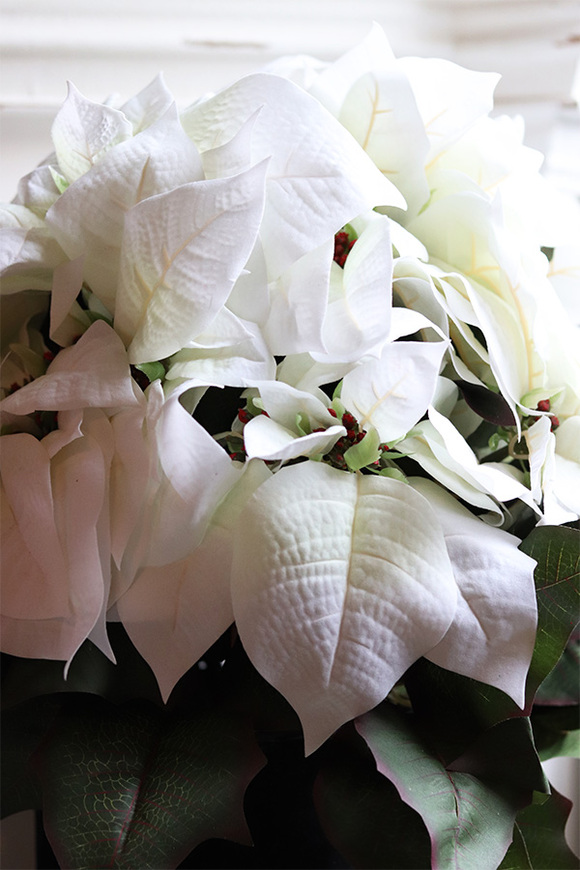 Gwiazda Betlejemska Biel, flowerbox zimowy, czarny welur