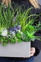 Jedona 2, kompozycja sukulenty w betonowej donicy