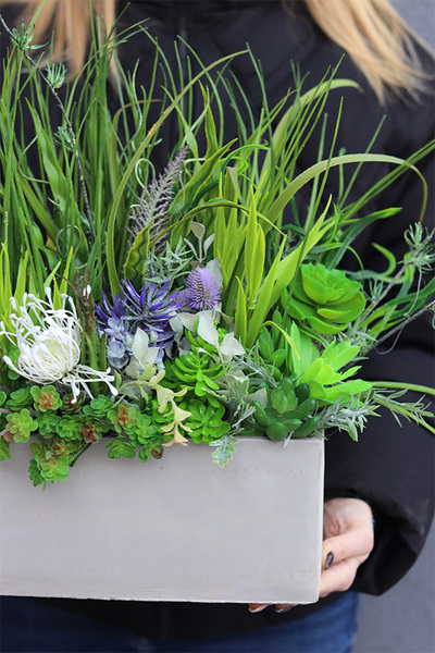 Jedona 2, kompozycja sukulenty w betonowej donicy