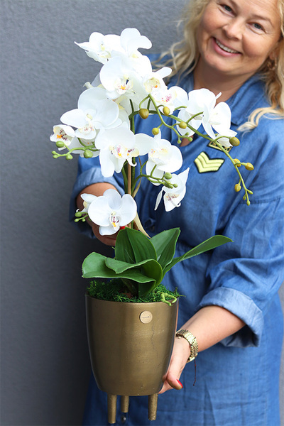 Złota Baśń 2, storczyk w złotej osłonce na nóżkach