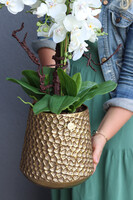 Goldenario Vase, biały storczyk w złotej donicy