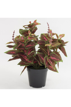 Koleus / Pokrzywka B, sztuczna roślina w osłonce / donicy, wym.36x25x25cm