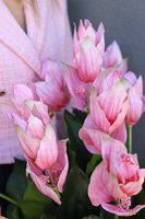 Medinilla Pinky Light, podłogowa dekoracja kwiatowa