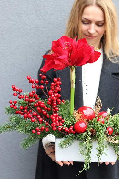 Amarylis Winter Gold B, świąteczna kompozycja z czerwonymi kwiatami, wys.46cm