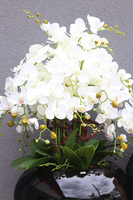 Grande Belezza 4, bardzo duży storczyk