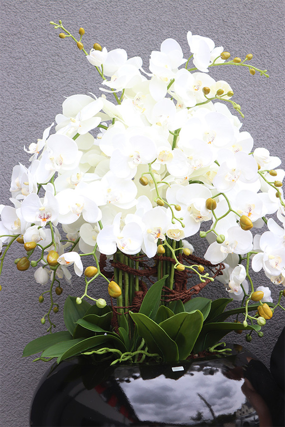 Grande Belezza 4, bardzo duży storczyk