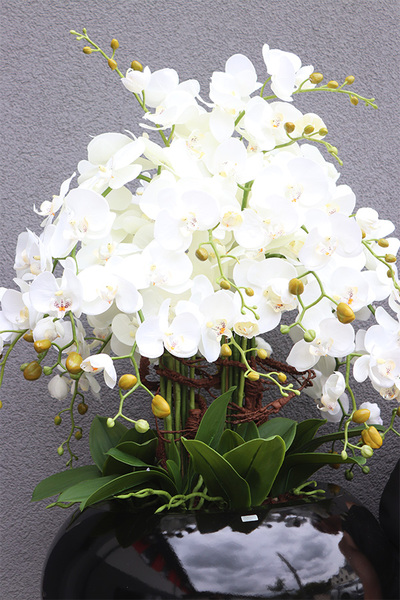 Grande Belezza 4, bardzo duży storczyk