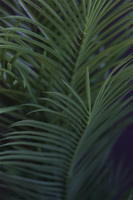 Haiti Simple Silver, sztuczna palma w srebrnej donicy