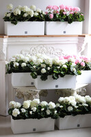 różowe pelargonie w skrzynce balkonowej