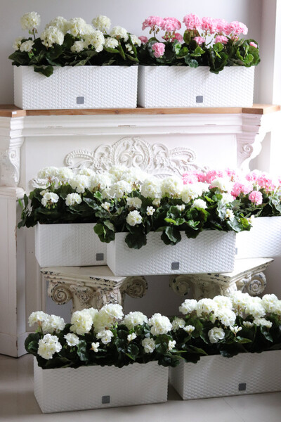 różowe pelargonie w skrzynce balkonowej