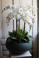 Greenera 2, storczyk z sukulentami w metalowej misie, wys.80cm