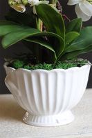 White Embassy, nowoczesny storczyk w ceramicznym pucharze