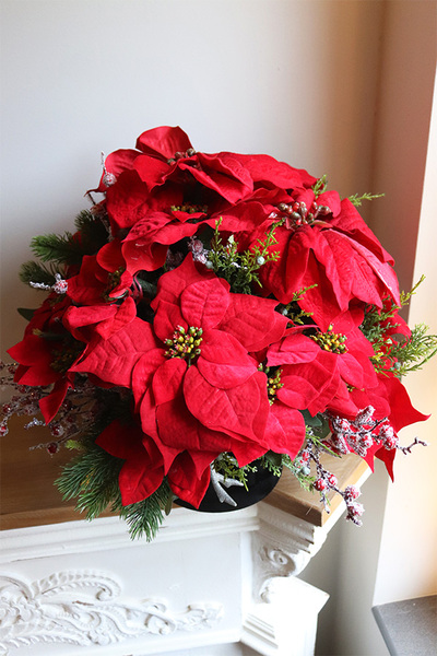 Velurro Gwiazda Betlejemska, flowerbox zimowy