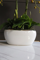 Fuksja Befena, storczyk w donicy glamour