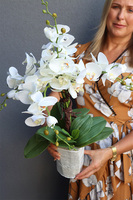 Conrado Desu Mini Saute, storczyk w stretchu do obsadzenia, wys.60cm