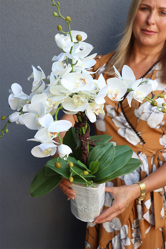 Conrado Desu Mini Saute, storczyk w stretchu do obsadzenia, wys.60cm