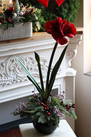 Amarylis Black Glamour, kompozycja zimowa