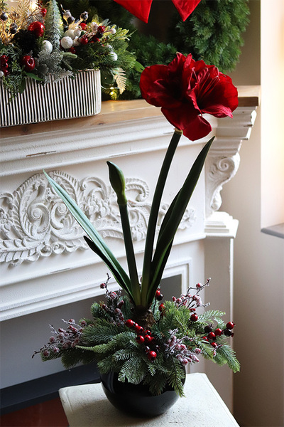 Amarylis Black Glamour, kompozycja zimowa