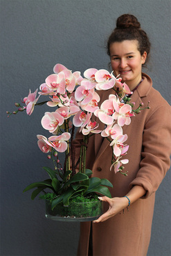 Pink Glassier, gumowy storczyk w szklanej misie, wys.70cm 