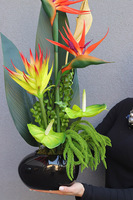 Ethiopia Manferdo, egzotyczna kompozycja w donicy