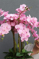 Pinkallia Cubico Mediolan, pudrowy storczyk podłogowy w donicy