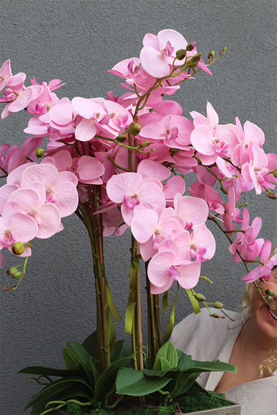 Pinkallia Cubico Mediolan, pudrowy storczyk podłogowy w donicy
