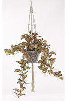 Hypoestes, sztuczne drzewko szczęścia w osłonce / donicy, wym.100x45x45cm