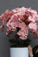 Mediolan Pudrowy Kiss, duży storczyk w białej donicy