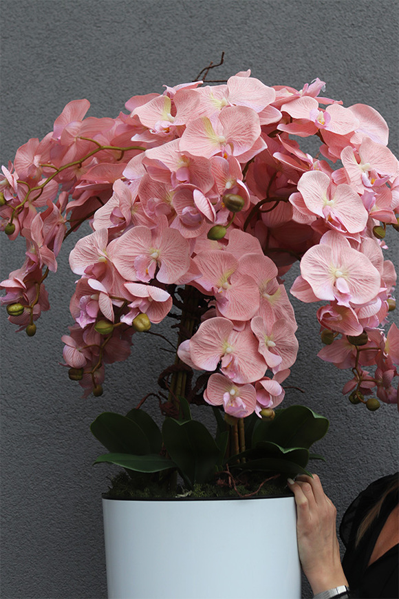 Mediolan Pudrowy Kiss, duży storczyk w białej donicy