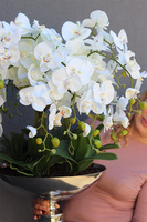 Cooleria Palace, storczyk w pucharze