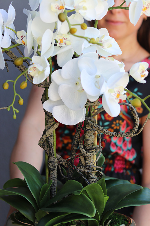 Medialo Gold, storczyk w donicy glamour, wys.60cm