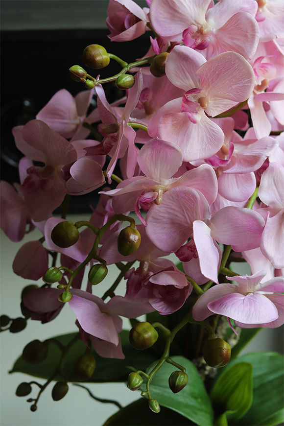 Pink Ocearo, różowy storczyk w niebieskim wazonie