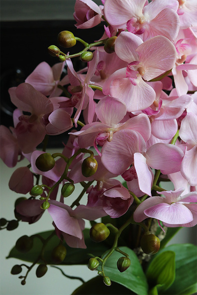 Pink Ocearo, różowy storczyk w niebieskim wazonie