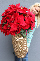 Gwiazda Betlejemska Nimfa, wysokiej jakości sztuczna roślina, wys.100cm