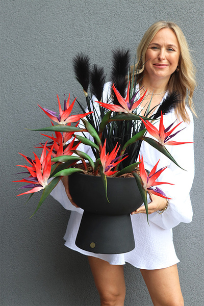 Strelicja Black Grass, nowoczesna kompozycja w pucharze