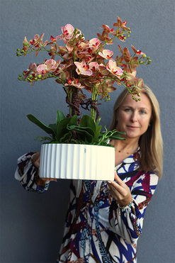 Nullina Granada Melitea, gumowy storczyk w białej misie, wys.73cm   