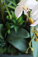 Greenera 2, storczyk z sukulentami w metalowej misie, wys.80cm