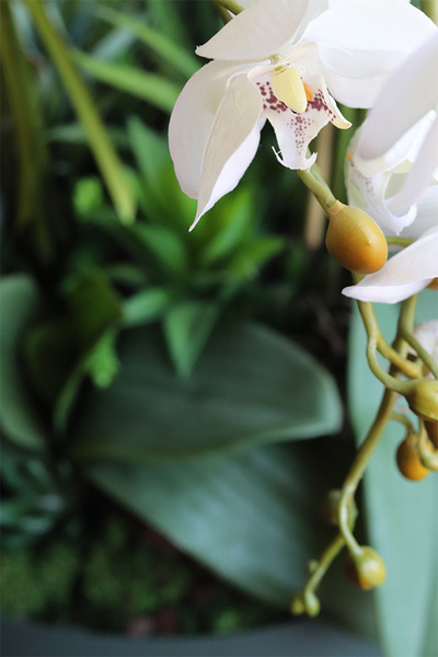 Greenera 2, storczyk z sukulentami w metalowej misie, wys.80cm 