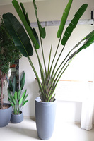 Bananowiec Concrete, sztuczna roślina w donicy