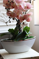 Laos Lukullus, różowy gumowy storczyk