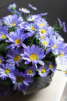 Volcan Blue, fioletowo-niebieskie kwiaty w ciężkim naczyniu