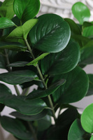 Zamiokulkas Moon, sztuczna roślina w doniczce