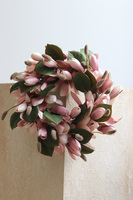 Magnolia Pudrova, wianek z kwiatów magnolii