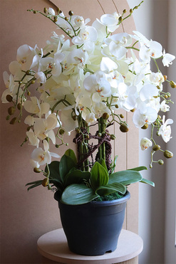 Saute Orchid, storczyk do Twojej donicy, wys.82cm