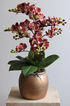 Castellamare, gumowy storczyk w donicy, wys.55cm