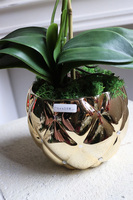 brązowy storczyk w złotej donicy, Mallona Brownie