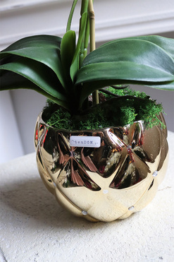 brązowy storczyk w złotej donicy, Mallona Brownie, wys.48cm 