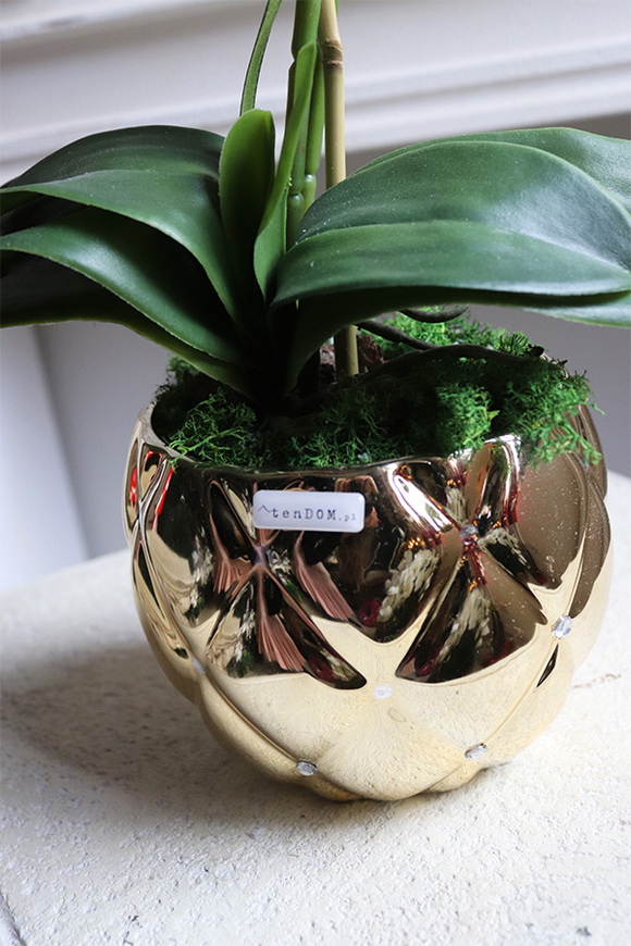 brązowy storczyk w złotej donicy, Mallona Brownie