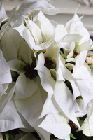 Gwiazda Betlejemska Biel, flowerbox zimowy, czarny welur