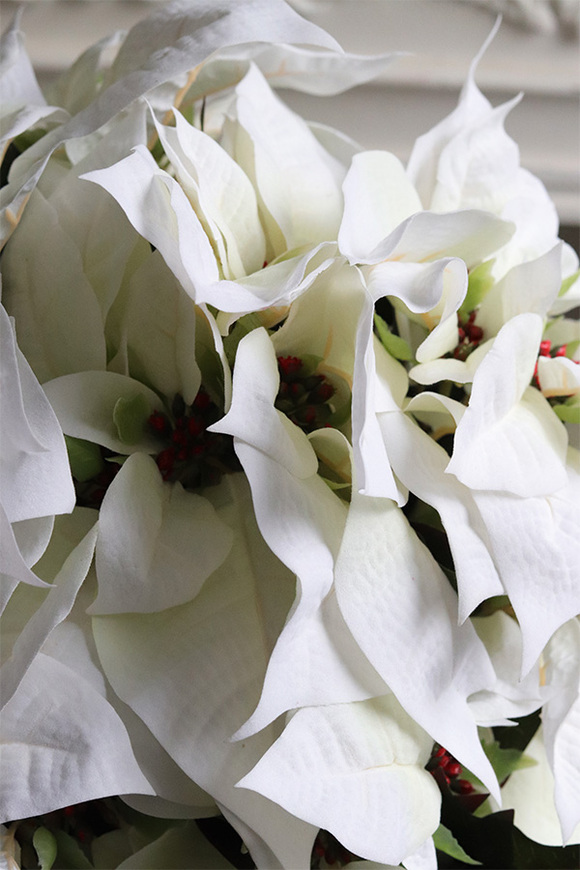 Gwiazda Betlejemska Biel, flowerbox zimowy, czarny welur